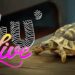 Pourquoi avoir une tortue dans son jardin ?