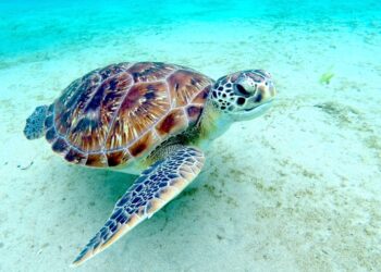 Pourquoi baigner une tortue ?