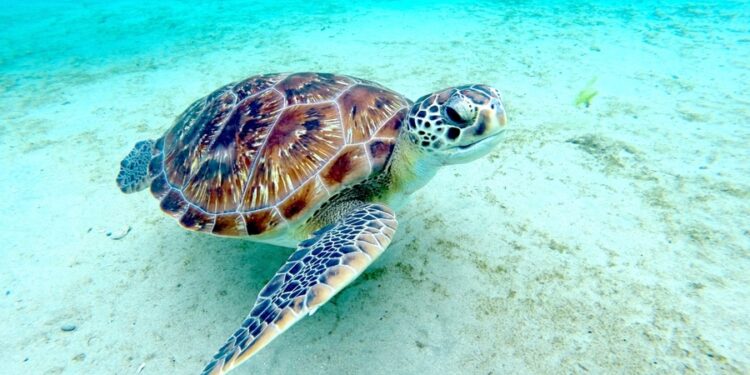 Pourquoi baigner une tortue ?