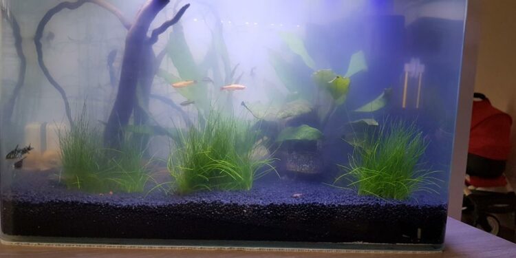 Pourquoi changer l'eau de l'aquarium ?