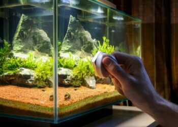 Pourquoi changer l'eau de l'aquarium ?
