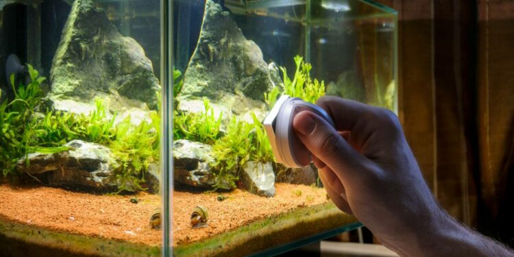Pourquoi changer l'eau de l'aquarium ?