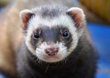 Pourquoi choisir un furet ?