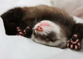 Pourquoi choisir un furet ?