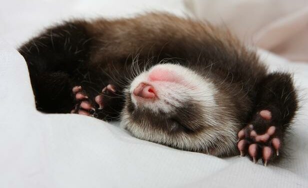 Pourquoi choisir un furet ?