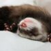 Pourquoi choisir un furet ?