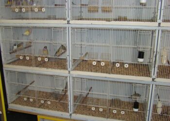 Pourquoi couvrir la cage des oiseaux ?