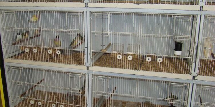 Pourquoi couvrir la cage des oiseaux ?