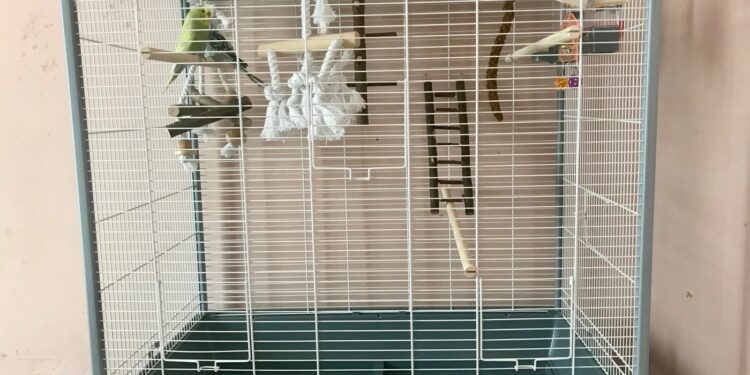 Pourquoi couvrir la cage des oiseaux ?