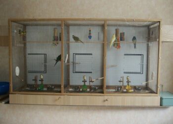 Pourquoi couvrir la cage des oiseaux ?