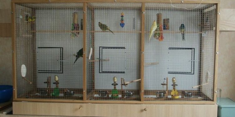 Pourquoi couvrir la cage des oiseaux ?