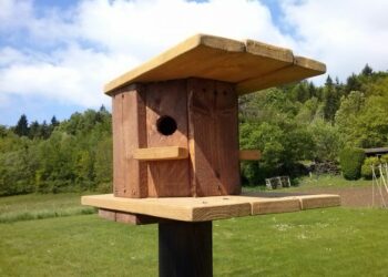 Pourquoi couvrir la cage des oiseaux ?