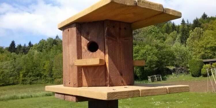 Pourquoi couvrir la cage des oiseaux ?