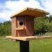 Pourquoi couvrir la cage des oiseaux ?