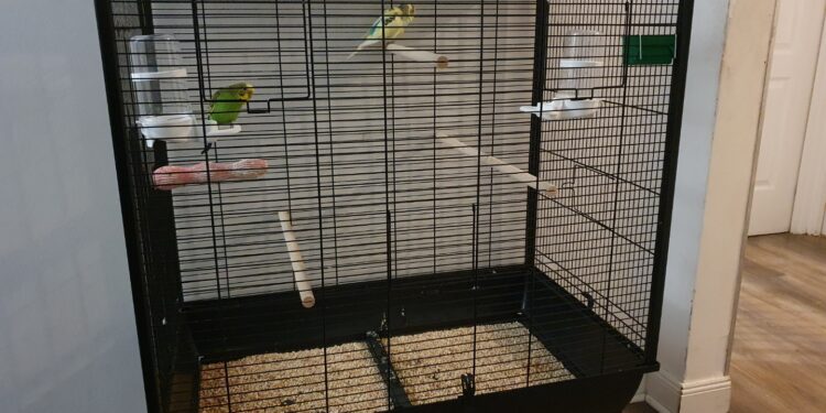 Pourquoi couvrir la cage des oiseaux ?