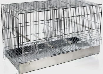 Pourquoi couvrir la cage des oiseaux ?