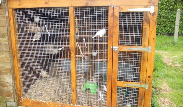 Pourquoi couvrir la cage des oiseaux ?