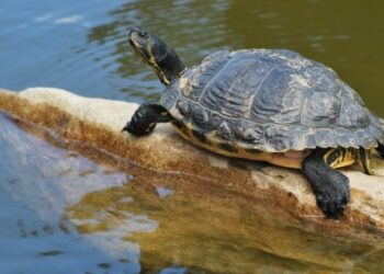 Pourquoi déclarer une tortue ?