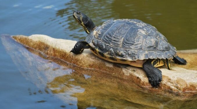 Pourquoi déclarer une tortue ?