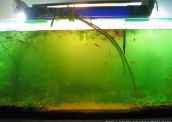 Pourquoi des algues vertes dans mon aquarium ?
