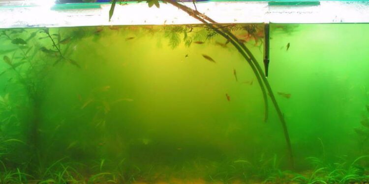 Pourquoi des algues vertes dans mon aquarium ?