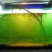 Pourquoi des algues vertes dans mon aquarium ?