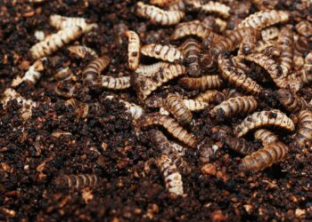 Pourquoi des larves de mouches chez moi ?