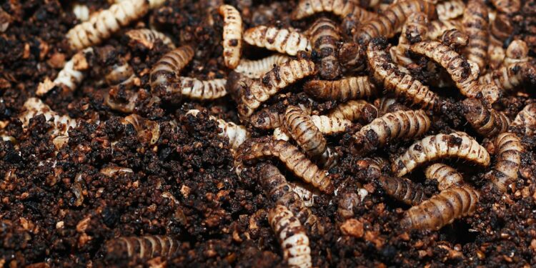 Pourquoi des larves de mouches chez moi ?