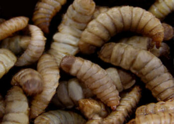 Pourquoi des larves de mouches chez moi ?