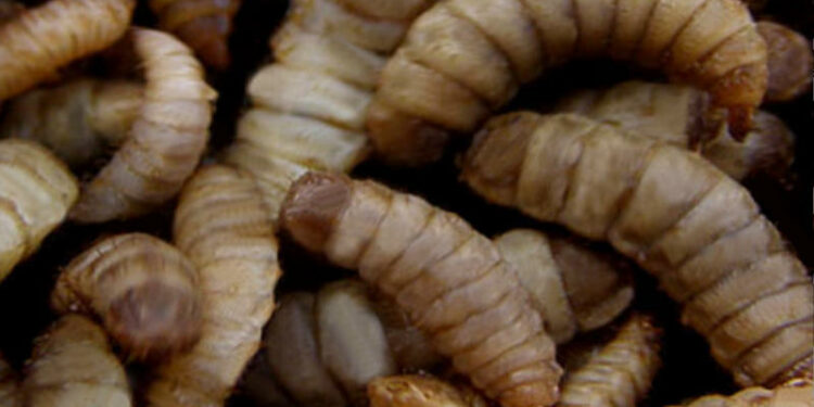 Pourquoi des larves de mouches chez moi ?