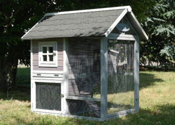 Pourquoi deux poules ?