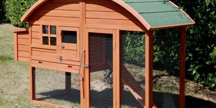 Pourquoi deux poules ?