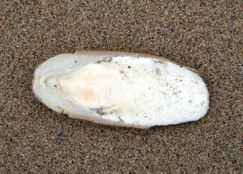 Pourquoi donner des os de seiche aux oiseaux ?