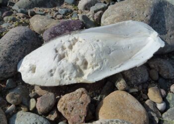 Pourquoi donner des os de seiche aux oiseaux ?