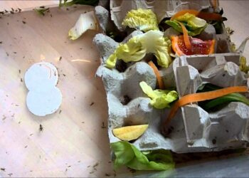 Pourquoi élever des grillons ?