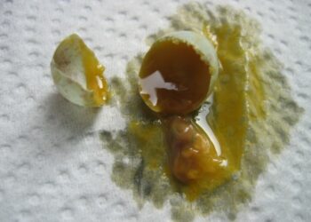 Pourquoi enlever les œufs de canaris ?