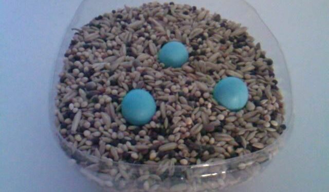 Pourquoi enlever les œufs de canaris ?