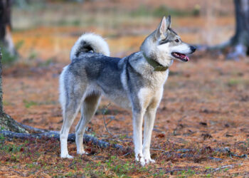 Pourquoi envoyer des animaux dans l'espace ?