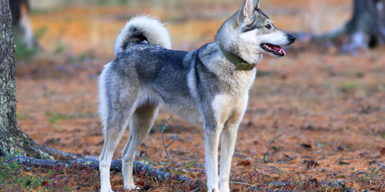 Pourquoi envoyer des animaux dans l'espace ?