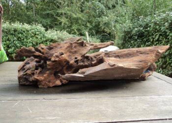 Pourquoi faire bouillir racine aquarium ?