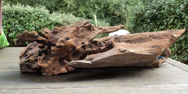 Pourquoi faire bouillir racine aquarium ?