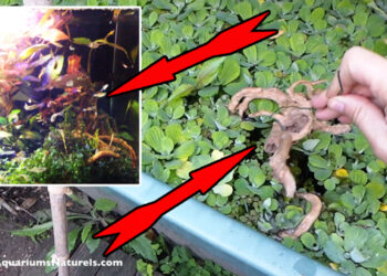 Pourquoi faire bouillir racine aquarium ?