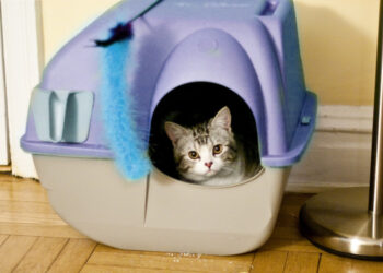 Pourquoi faire des toilettes sèches ?