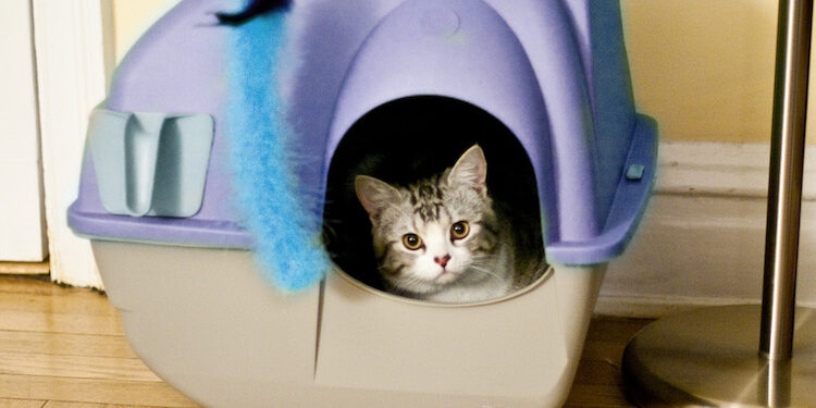 Pourquoi faire des toilettes sèches ?