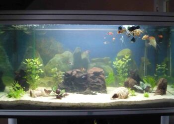 Pourquoi faire un aquarium ?