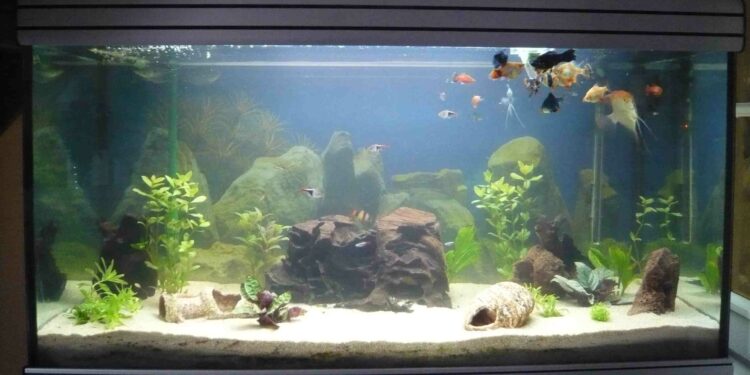 Pourquoi faire un aquarium ?