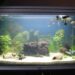Pourquoi faire un aquarium ?