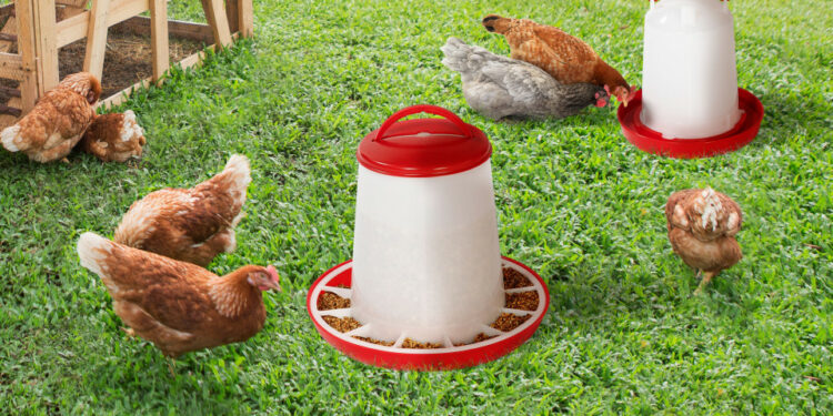 Pourquoi fermer les poules le soir ?