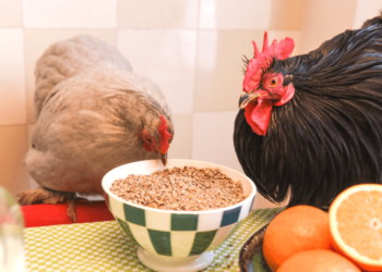 Pourquoi fermer les poules le soir ?