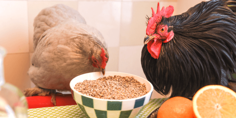 Pourquoi fermer les poules le soir ?